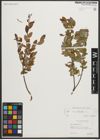 Foto von Salix myrtilloides L.